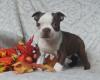 Puppies for sale Germany, Leipzig Boston Terrier