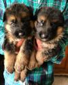 Puppies for sale Greece, Athens German Shepherd Dog