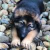 Puppies for sale Denmark, Aalborg German Shepherd Dog