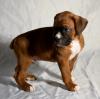 Puppies for sale Cyprus, Limassol Boxer