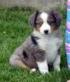 Puppies for sale Germany, Hamburg Australian Shepherd