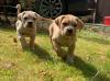 Puppies for sale Netherlands, Rotterdam , cane consor