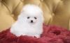 Puppies for sale Italy, Vicenza , Pomeranian