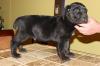 Puppies for sale Sweden, Malmo , CANE CONSOR