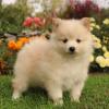 Puppies for sale Italy, Naples Pomeranian Spitz