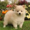 Puppies for sale Cyprus, Limassol Pomeranian Spitz