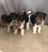 Puppies for sale Germany, Braunschweig Fokxterer