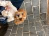 Puppies for sale Greece, Heraklion , Brittany spaniel