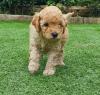 Puppies for sale Belgium, Bruges Poodle