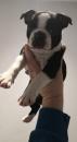 Puppies for sale Malta, Valletta Boston Terrier
