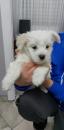 Puppies for sale Poland, Warsaw Maltese
