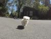 Puppies for sale Netherlands, Arnhem Maltese