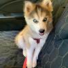 Puppies for sale Italy, Pisa , Siberian Husky