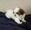 Puppies for sale Belgium, Shih Tzu