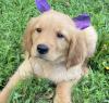 Puppies for sale Belgium, Bruges Golden Retriever