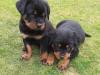 Puppies for sale Czech Republic, Brno Rottweiler