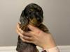 Puppies for sale Malta, Valletta Dachshund