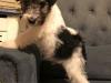 Puppies for sale Lithuania, Zarasai Fokxterer