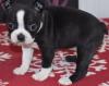 Puppies for sale Sweden, Stockholm Boston Terrier
