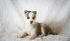 Puppies for sale Greece, Athens Haski