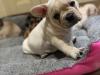 Puppies for sale Hungary, Budapest French Bulldog