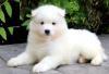 Puppies for sale Belgium, Brussels Samoyed dog (Samoyed)