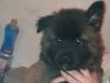 Puppies for sale Netherlands, Enschede Akita