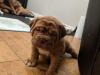 Puppies for sale Greece, Larissa , Dogue De Bordeaux 