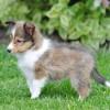 Puppies for sale Poland, Warsaw Sheltie (Shetland Sheepdog)