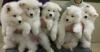 Puppies for sale Finland, Helsinki Samoyed dog (Samoyed)