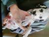 Puppies for sale Poland, Bielsko-Biala Dalmatian