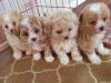 Puppies for sale Netherlands, Dordrecht , maltipoo