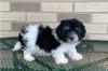 Puppies for sale USA, South Carolina Havanese