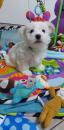 Puppies for sale Czech Republic, Ostrava Maltese