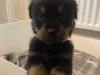 Puppies for sale Germany, Dortmund Rottweiler