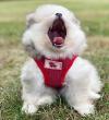 Puppies for sale Italy, Brescia Pomeranian Spitz