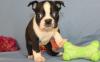 Puppies for sale Hungary, Budapest Boston Terrier