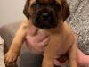 Puppies for sale Netherlands, Maastricht , Dogue De Bordeaux