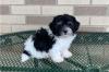 Puppies for sale USA, New York Havanese