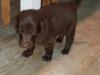 Puppies for sale Czech Republic, Brno Flat-coated retriever