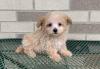 Puppies for sale Netherlands, Maastricht , maltipoo