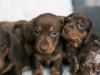 Puppies for sale Cyprus, Nicosia Dachshund