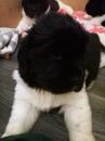 Puppies for sale Malta, Valletta Newfoundland