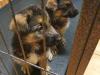 Puppies for sale Poland, Poznan German Shepherd Dog