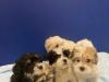 Puppies for sale Cyprus, Larnaca , mokie