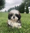 Puppies for sale Sweden, Sundsvall Shih Tzu