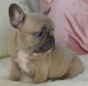 Puppies for sale Ukraine, Kherson French Bulldog