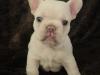 Puppies for sale Germany, Essen French Bulldog