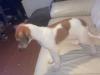Puppies for sale Sweden, Lidkoping , lurcher