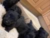 Puppies for sale Netherlands, Maastricht Scotch-terrier
